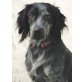Shep, Setter-Mix - Rüde