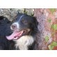 Sheriffo, NOTFALL   Herrchen verstorben, Hütehund Mix - Rüde