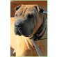 Sherkan bildschöner SharPei leidet imTierheim, Shar Pei - Rüde