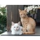 Sherlock & Watson, Mischling - Kater