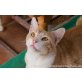 Sherlock, Wunderbarer Schmuser Sherlock , EKH - Kater