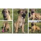 Sheryl, Bezauberndes Hundemädchen sucht Kuschelplatz Welpen - Hündin