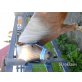 Shetland Pony - Hengst