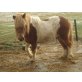Shetland Pony - Hengst