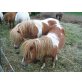 Shetland Pony - Hengst