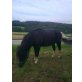 Shetland Pony - Hengst