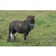 Shetland Pony - Hengst