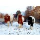 Shetland Pony - Hengst