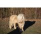 Shetland Pony - Hengst