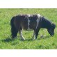 Shetland Pony - Hengst