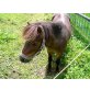 Shetland Pony - Hengst