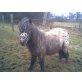 Shetland Pony - Hengst