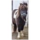Shetland Pony - Hengst