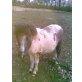 Shetland Pony - Hengst