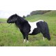 Shetland Pony - Hengst