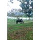 Shetland Pony - Hengst