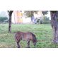 Shetland Pony - Hengst