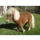 Shetland Pony - Hengst