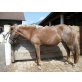 Shetland Pony - Stute