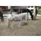 Shetland Pony - Stute