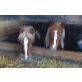 Shetland Pony - Stute