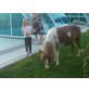 Shetland Pony - Stute