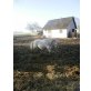 Shetland Pony - Stute