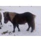 Shetland Pony - Stute