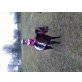 Shetland Pony - Stute
