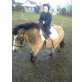 Shetland Pony - Stute
