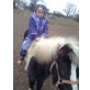 Shetland Pony - Stute