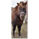 Shetland Pony - Stute