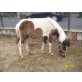 Shetland Pony - Stute