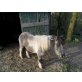 Shetland Pony - Stute