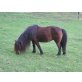 Shetland Pony - Stute