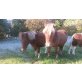Shetland Pony - Stute