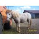 Shetland Pony - Stute