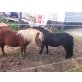 Shetland Pony - Stute
