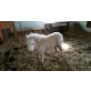 Shetland Pony - Stute