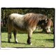 Shetland Pony - Stute