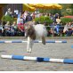 Shetland Pony - Stute