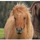 Shetland Pony - Stute