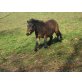 Shetland Pony - Stute