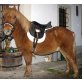 Shetland Pony - Wallach