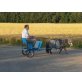 Shetland Pony - Wallach