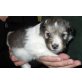 Shetland Shepdog, Sheltie Welpen Welpen - Hündin