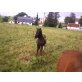 Shetlandpony - Stute