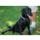Sheva, Labrador - Hündin