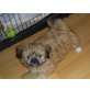 Shi TZU Malteser Welpen - Hündin