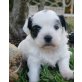 Shi Tzu /Malteser Welpen - Hündin